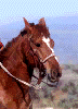 lucky $2.00 bill .gif on Jake's coin specials & assortments lucky $2.00 bill page